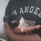 Chat pistache à l adoption #4