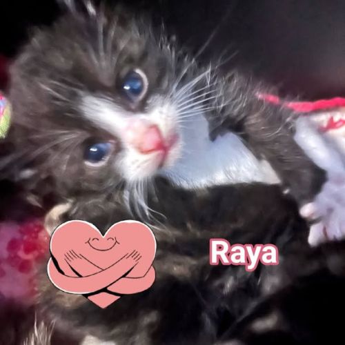 Chat raya à la réservation #0