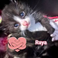 Chat raya à la réservation