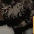 Chat figaro à la réservation #2