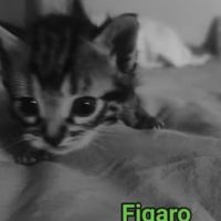 Chat figaro à la réservation