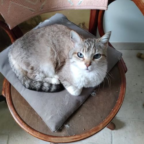 Chat loly à l adoption #0