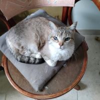 Chat loly à l adoption