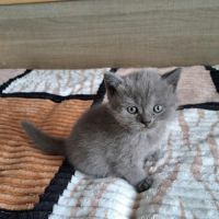 Baloo, petit mâle bleu