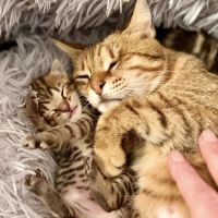 Chat hestia à l adoption