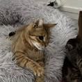 Chat hestia à l adoption #2