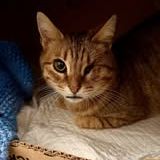 Chat hestia à l adoption #3