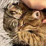 Chat hestia à l adoption #4