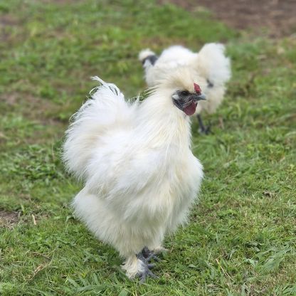 Jeune coq soie #0
