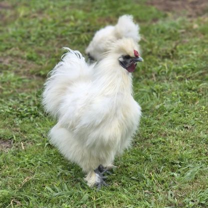 Jeune coq soie #2