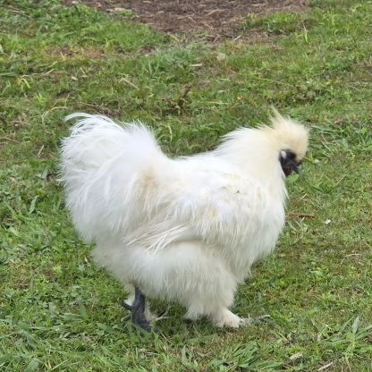 Jeune coq soie #3