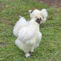 Jeune coq soie