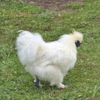 Jeune coq soie #3