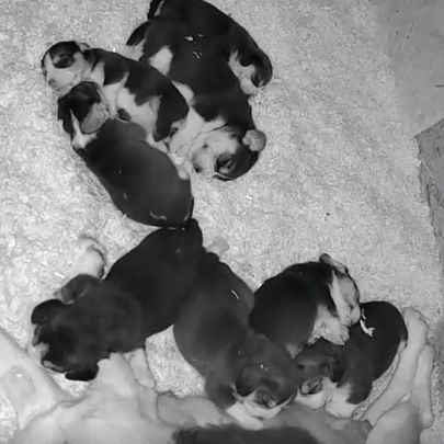 Chiots beagle lof #1
