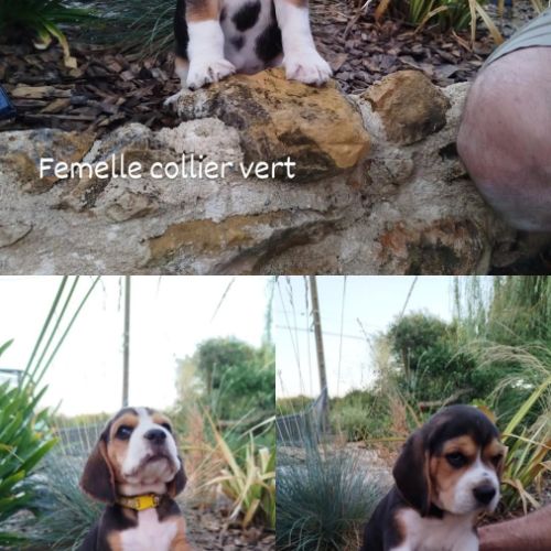 Chiots beagle lof