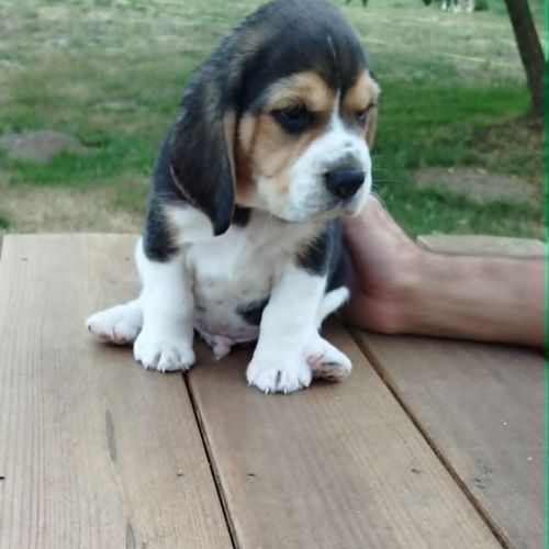 Chiots beagle lof