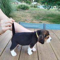 Chiots beagle lof