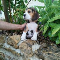 Chiots beagle lof
