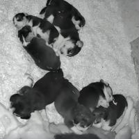 Chiots beagle lof #1