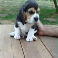 Chiots beagle lof