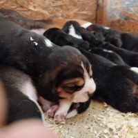Chiots beagle lof #3