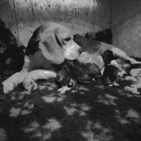 Chiots beagle lof #4