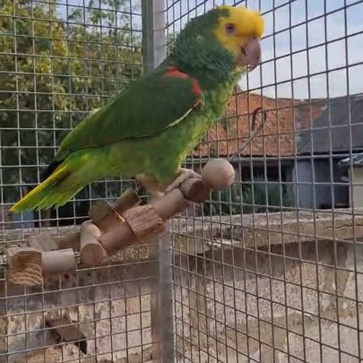Femelle amazone
