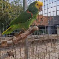 Femelle amazone