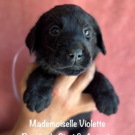 Superbes mâles et femelle labrador noir lof #1