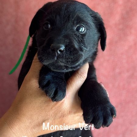 Superbes mâles et femelle labrador noir lof #0