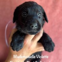 Superbes mâles et femelle labrador noir lof #2
