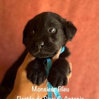 Superbes mâles et femelle labrador noir lof #3