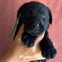 Superbes mâles et femelle labrador noir lof #4