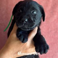 Superbes mâles et femelle labrador noir lof