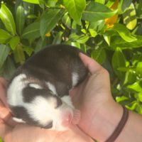 Pomsky à réserver génération f4 #2