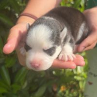 Pomsky à réserver génération f4