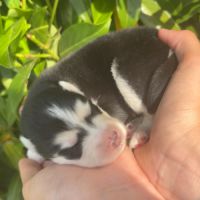 Pomsky à réserver génération f4 #5