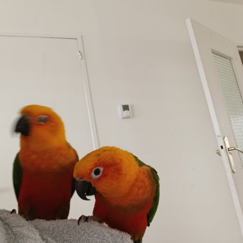 Deux perroquets #1