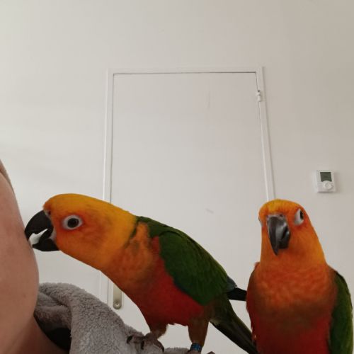 Deux perroquets #2