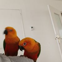 Deux perroquets #1