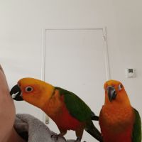 Deux perroquets #2
