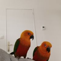 Deux perroquets