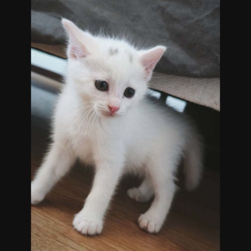 Point virgule, adorable chaton à l'adoption #0
