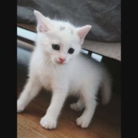 Point virgule, adorable chaton à l'adoption