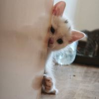 Point virgule, adorable chaton à l'adoption #2