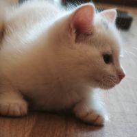 Point virgule, adorable chaton à l'adoption #3