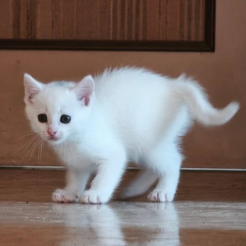 Hades, adorable chaton à l'adoption #0