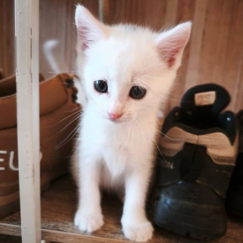 Hades, adorable chaton à l'adoption #2