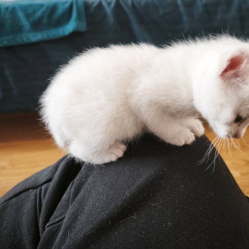 Hades, adorable chaton à l'adoption #3