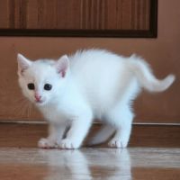 Hades, adorable chaton à l'adoption